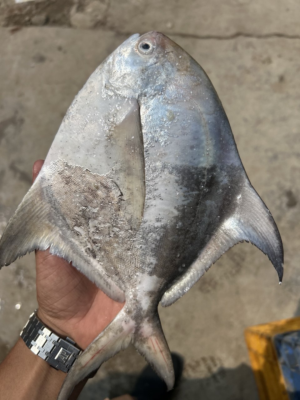 Seafood wholesale India